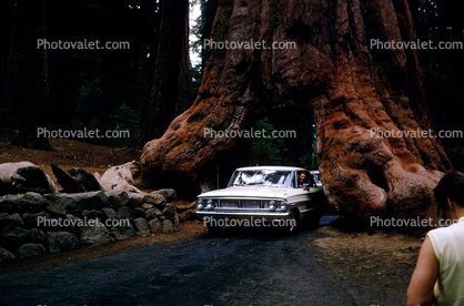 Ford Fairlane, car, vehicle, Wawona Tunnel Tree, Sequoia Tree, California, automobile, 1960s