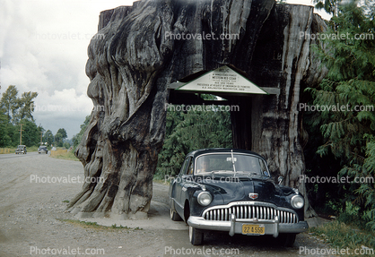 1952 Buick Super 88, Western Red Cedar, Thjua Plicata Don, Tree Stump, Snohomish County, 1950s