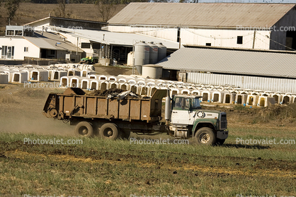 Dairy Farm, dump truck, Two-Rock, Sonoma County, diesel