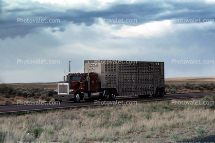 Peterbilt, Cattle Carrier, Interstate Highway I-40