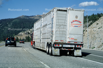 Cattle Transport, longhorn, Semi, Interstate Highway I-80 near Auburn