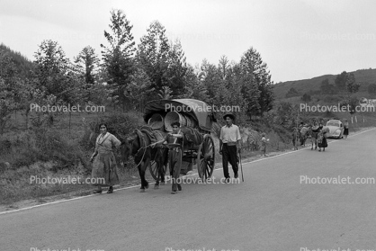 Horse, Buggy, Volkswagen Beetle, trees, highway, 1950s