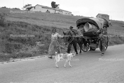 Horse, Buggy, Road, highway, Woman, Man, Cart, 1950s