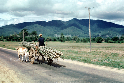 Bamboo Logs, Hills, mountains, cattle, road, cart, sticks, Thailand