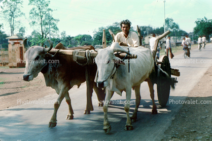 Cattle, Cart, Bayad Taluka