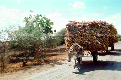 Donkey, Cart, Tree, Dirt Road, Roadway, Highway, Trees, Somalia, unpaved