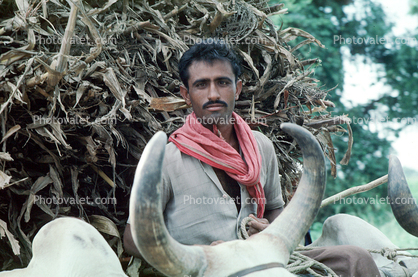 Brahma Bull, Cart, Bayad Taluka
