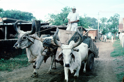 Brahma Bull, Cart, Bayad Taluka