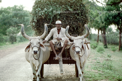 Brahma Bull, Cart, Ahmadabad, Bayad Taluka