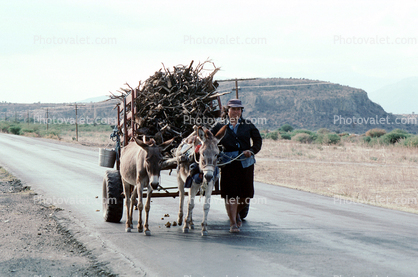 Donkey, Cart, Mitla, Oaxaca