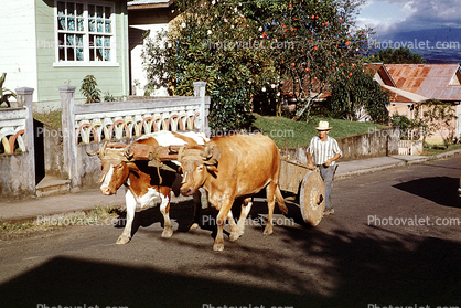 Oxen, Cart