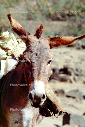 Burro, ears, face, Bahir Dor, Ethiopia