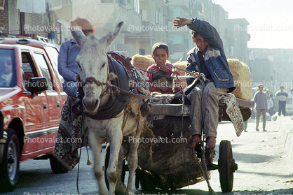 Donkey Cart, Cairo