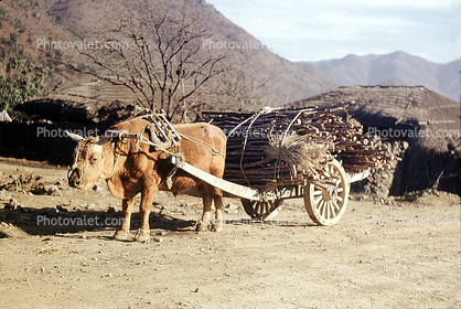 Ox, Wood Cart, Wheel, Pusan, South Korea