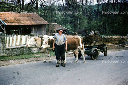 Cows, road