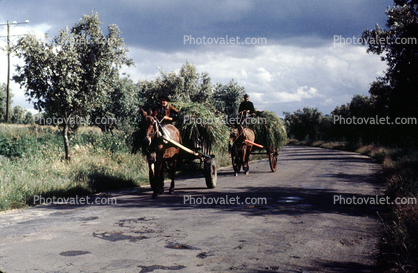 Hay Wagons, Horses, road
