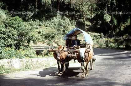 Cattle, jungle, road, Bhutan