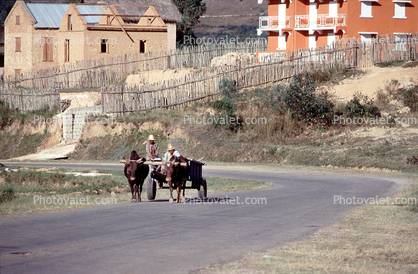 Oxen, Ox, Cattle, buildings, road, homes, houses