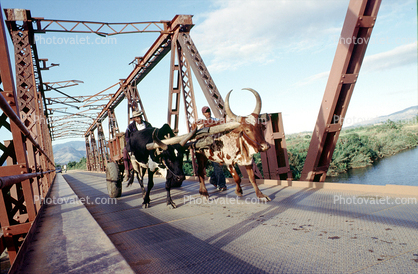 Oxen, Ox, Cattle, Horns, bridge in disrepair, dangerous, river