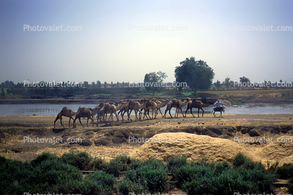 Camels, River, Dirt Road, Caravan, unpaved
