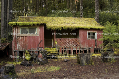 Building, Home, House, Moss, Mendocino County
