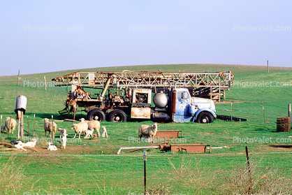water derrick truck, Sheep, Turlock