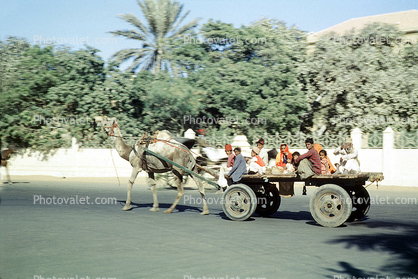 Camel, Cart using US Army Ordance Wheels, Karachi, 1951, 1950s