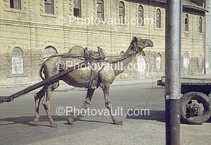 Camel, Mcleod Road, Karachi, Pakistan, 1940s