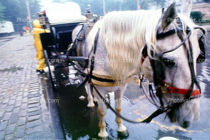 rainy day, rain, Waiting Horse, Summer, July 1979