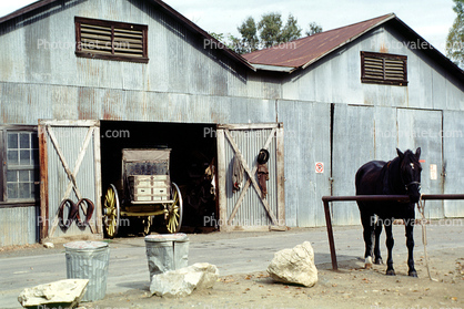Horse, Barn