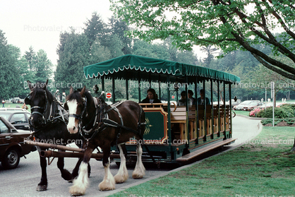 Clydsdale Horses, Stanley Park, Vancouver