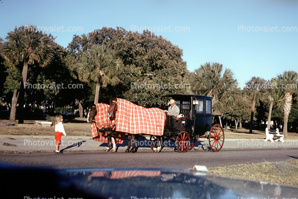 Cold Horses, Coats, Blanket, Charleston, South Carolina, 1950s