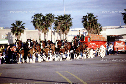 Budweiser Clydesdale Horses, Palm Trees