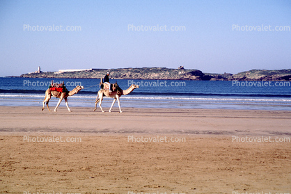 Camels on a Beach, Sand