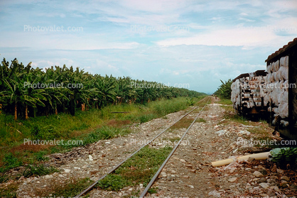 Railroad Tracks, Banana Plants, Puerto Armuelles, 1950s