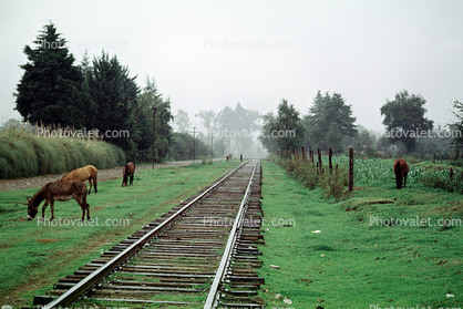 Railroad Track, Trees, fog, Donkies grazing, Donkey, Zitacuaro, June 2000