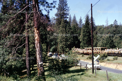 Feather River Railway, Oroville, 1963, trees, forest, woodland, 1960s