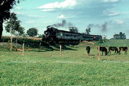Iron Horse and Grazing Cows, 1965, 1960s