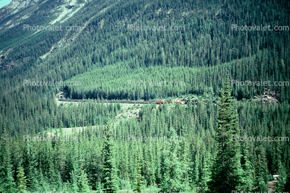 Forest, mountains, July 1975