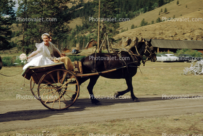 Bride in a Horse drawn Cart, bouquet, 1951, 1950s