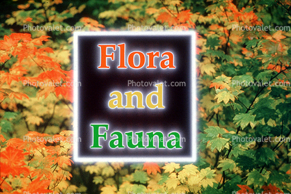 Flora and Fauna, Flora and Fauna Title