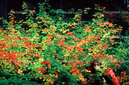 hidden in the fall colors, Eugene, Oregon, 1975, 1970s, autumn