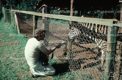 recording a Zebra, Kenya, 1981, 1980s