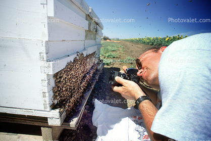 Honey Bees, Dixon, California