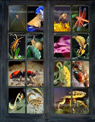 Window of Insects, bugs, animals, creatures, School Window, Learning, Window into the World, Educational, Teaching