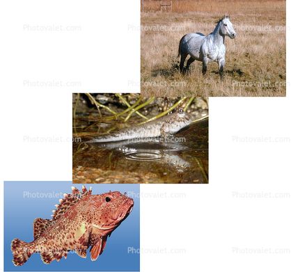 Fish, Mudskipper, Horse, Evolution, Learning, teaching