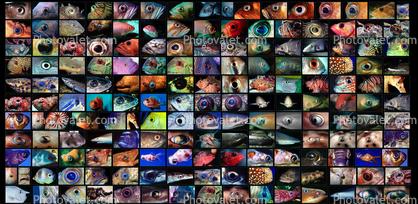 Grid of Fish Eyes, Photo Mosaic, Variety of Fish