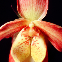 Orchid Favorites