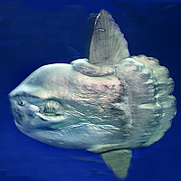 Oceanic Sunfish