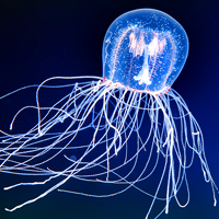Jellyfish Favorites